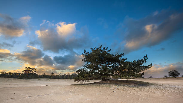 istock Lonely Pine Tree in shifting sands area 536286539