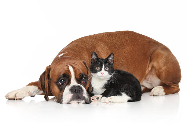 istock Dog and Cat together on white background 536287183