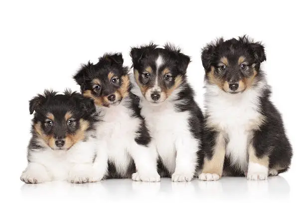 Group of Shetland Sheepdog puppies on a white background