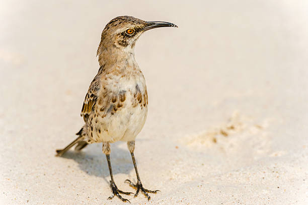 istock Galapagos Hood Mockingbirds 536287504