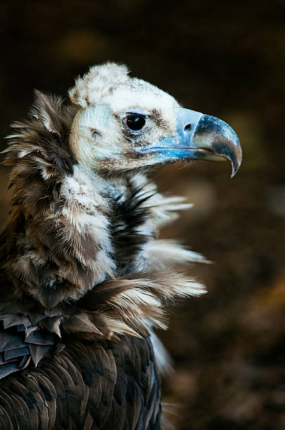 istock Portrait of Griffon vulture 536287535