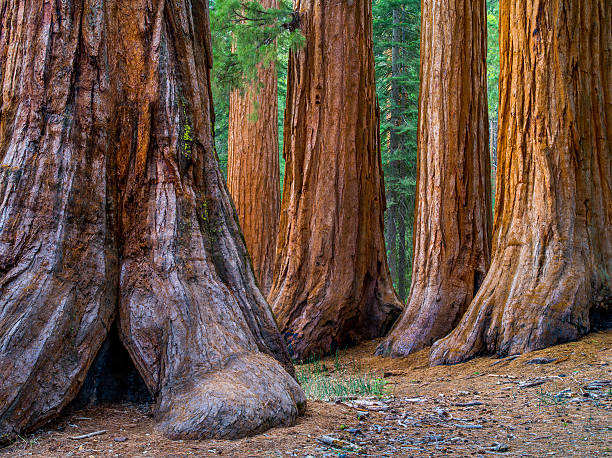 istock Giant Sequoia, Mariposa Grove Trees 536287637