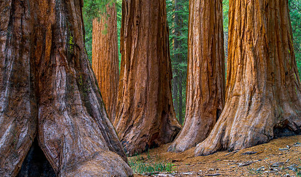 giant sequoia mariposa grove bäumen - wäldchen stock-fotos und bilder