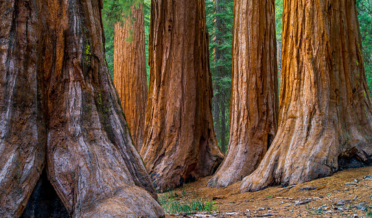 Giant Sequoia, Mariposa Grove Trees