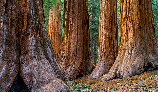 sequoia gigante, bosque mariposa árvores - redwood sequoia california redwood national park imagens e fotografias de stock