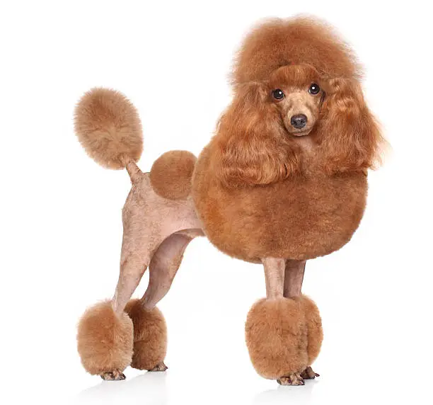 Toy Poodle in stand on a white background