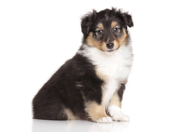 istock Sheltie puppy on white background 536288333