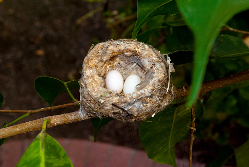 Rufous hummiingbird eggs in a ficus tree, in a backyard in Orange, CA USA
