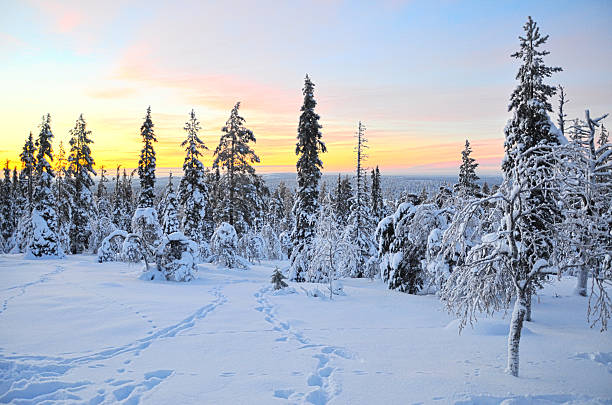 alba su una foresta in lapponia, finlandia - sunrise mountain winter arctic foto e immagini stock