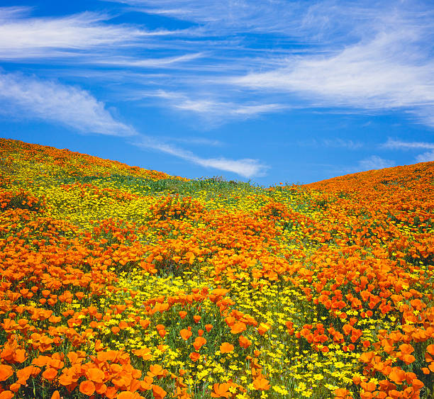 california golden makowate rezerwat antelope valley, kalifornia - poppy field flower california golden poppy zdjęcia i obrazy z banku zdjęć