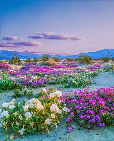 Spring blossoms of Sand Verbena and Desert Primrose in Anza Borrego Desert State Park, California