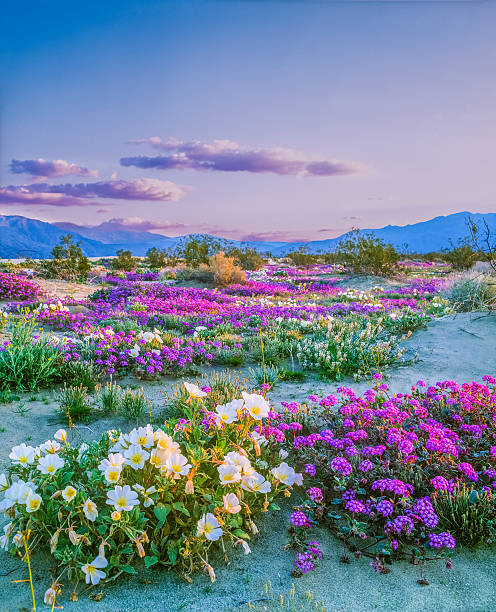 Spring wildflowers Anza Borrego Desert State Park, California Spring blossoms of Sand Verbena and Desert Primrose in Anza Borrego Desert State Park, California anza borrego desert state park stock pictures, royalty-free photos & images