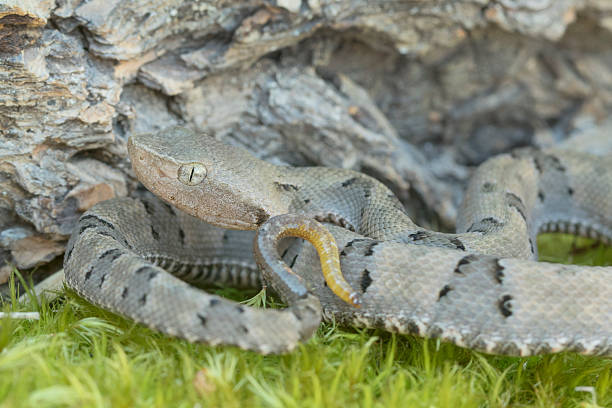 baby brazylijski żararaka snake - snake animal young animal crawling zdjęcia i obrazy z banku zdjęć