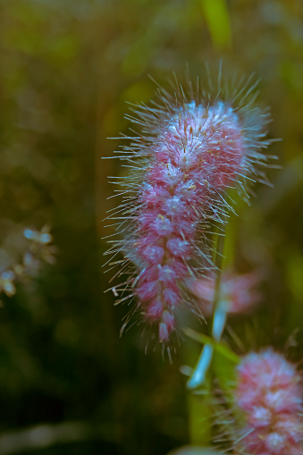 African fountain grass, Tender fountain grass, Fountain grass, Purple fountain grass, Pennisetum setaceum