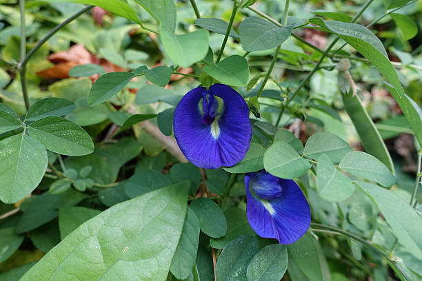 istock butterfly pea blue pea flower thai herbs 536291504