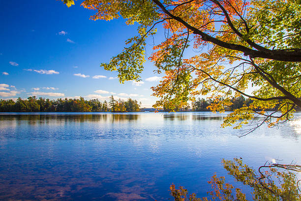 Autumn Lake Surface of a freshwater lake located in Ludington State Park. The shot is framed by a beautiful maple tree in full autumn colors. Horizontal orientation with copy space and bright vibrant colors. freshwater stock pictures, royalty-free photos & images