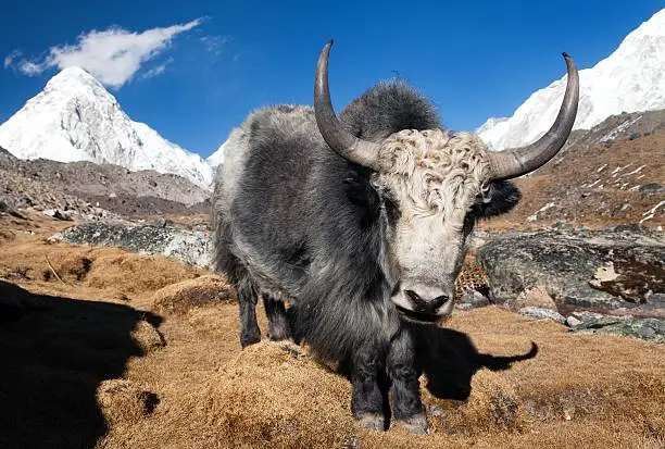 Yak on the way to Everest base camp and mount Pumo ri - Nepal