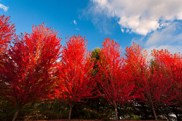 istock Autumn Red Leaves Against Blue Sky and white clouds 536292891