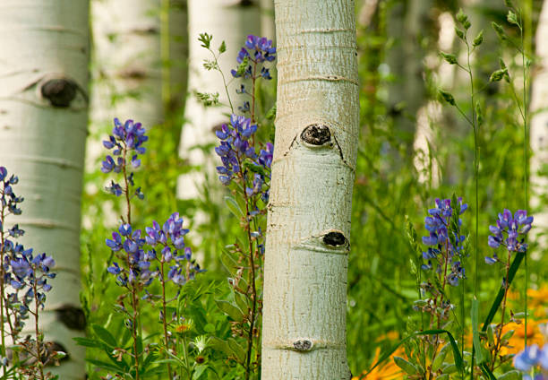 gros plan'arbres d'aspen parmi lupin et tournesols. - sunflower field single flower flower photos et images de collection