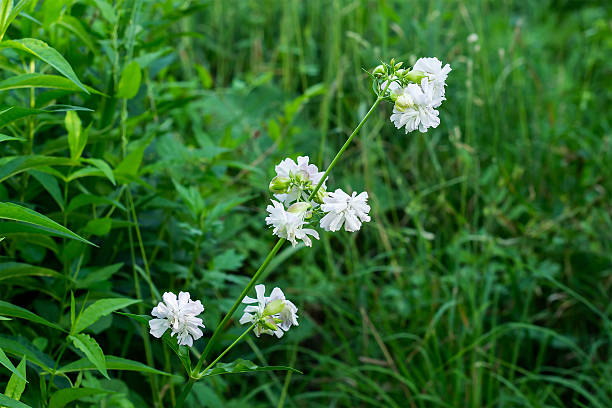 Saponaria officinalis branch with flowers in the natural environ Saponaria officinalis branch with flowers (soap grass) in the natural environment common soapwort saponaria officinalis stock pictures, royalty-free photos & images
