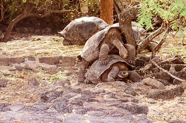 istock Giant tortoises mating in Darwin Station, Galapagos. 536295820