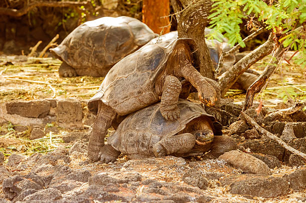 istock Giant tortoises mating in Darwin Station, Galapagos. 536295882
