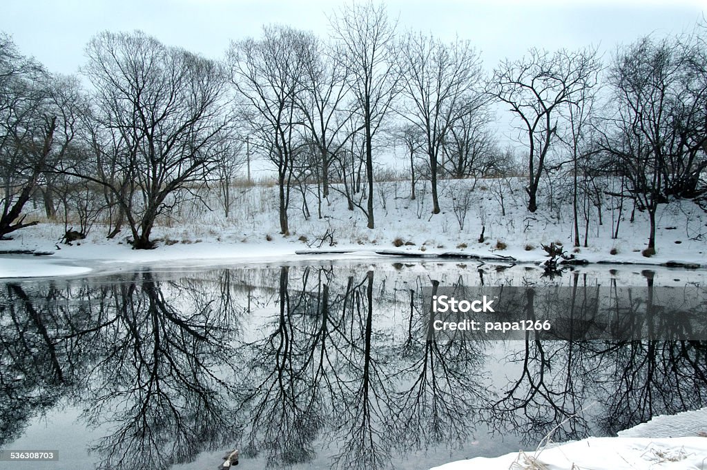 Copse of bare deciduous trees in winter reflected Copse of bare deciduous trees in winter reflected in the calm water of a lake on a frosty morning 2015 Stock Photo