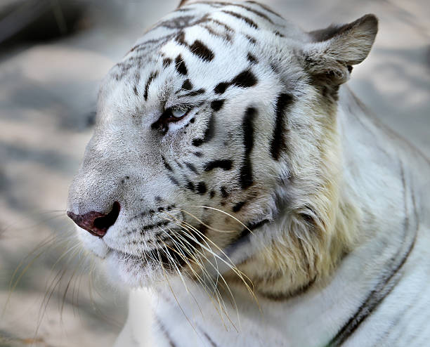 istock portrait of a white tiger 536308827