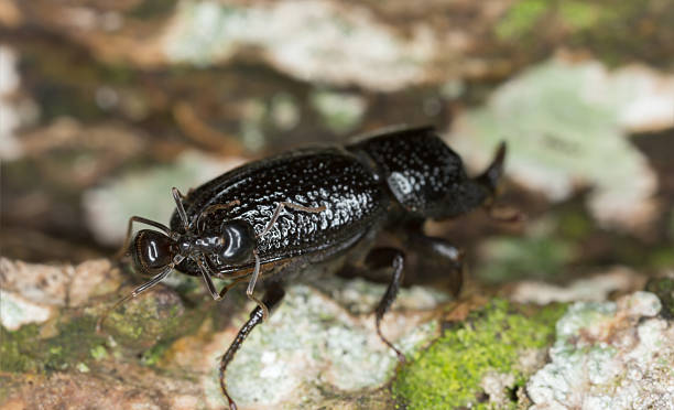 istock Rhinoceros Beetle, Sinodendron cylindricum attacked by ant 536309819
