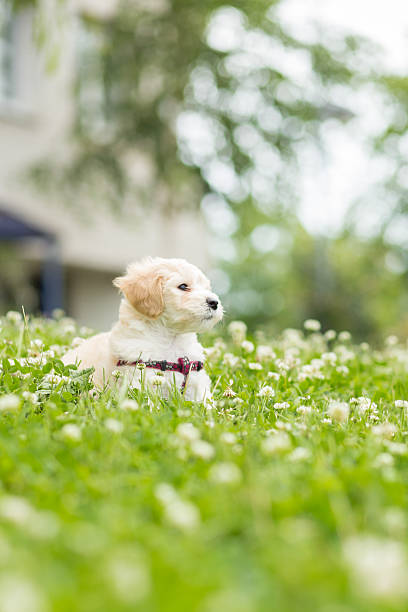 istock Cute puppy outdoor 536309955