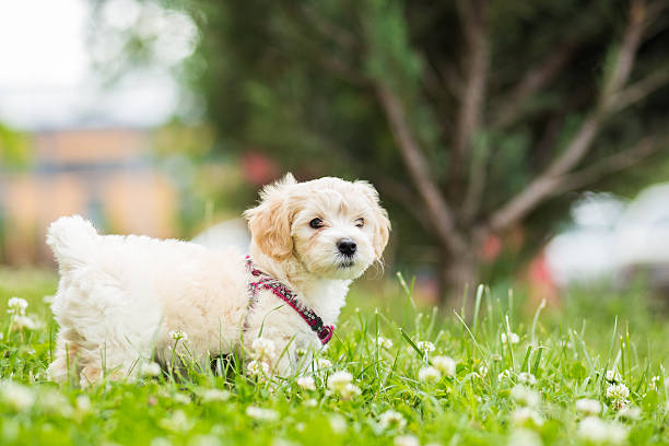 cute puppy outdoor - bichon frisé stockfoto's en -beelden