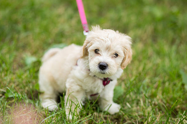istock Cute puppy outdoor 536309969