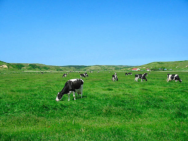 pasturage - enclos photos et images de collection