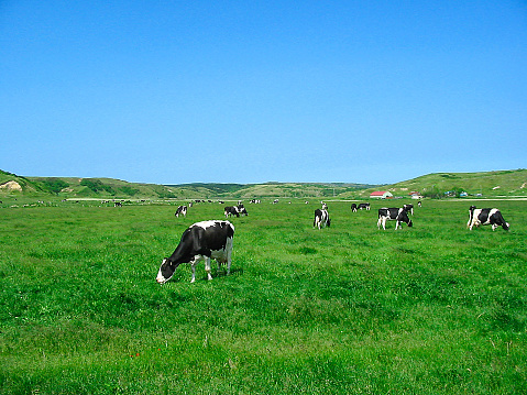 Dairy farm and cattle on green countryside landscape