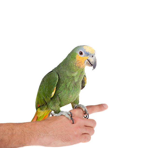 istock Orange-winged amazon on hand of a white background 536310769