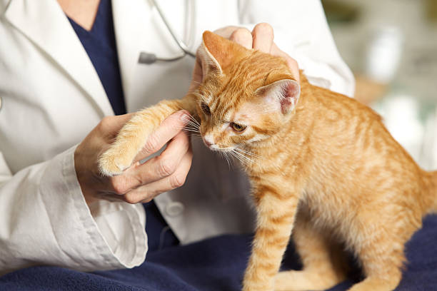 istock Veterinarian Examining a Kitten's leg 536311133