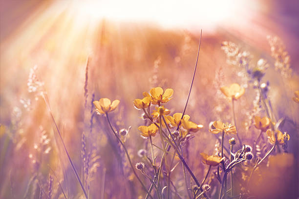 istock Little yellow flowers in meadow 536311237