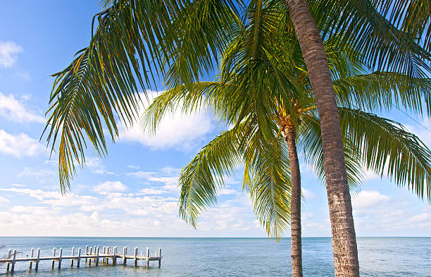 istock Palm trees, ocean and blue sky on tropical Florida beach 536311791