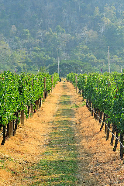 istock Grapes on the Vine in Autumn 536311959