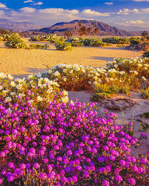 istock Spring wildflowers Anza Borrego Desert State Park, California 536312361