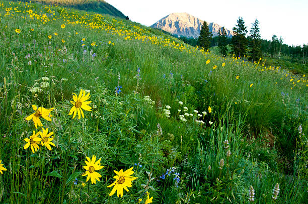 istock Field of wildflowers beneath massive mountains. 536312729
