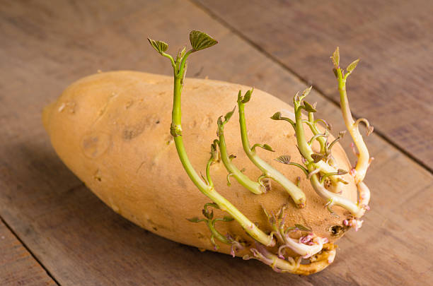 istock Sweet potato with new shoots growing 536312885