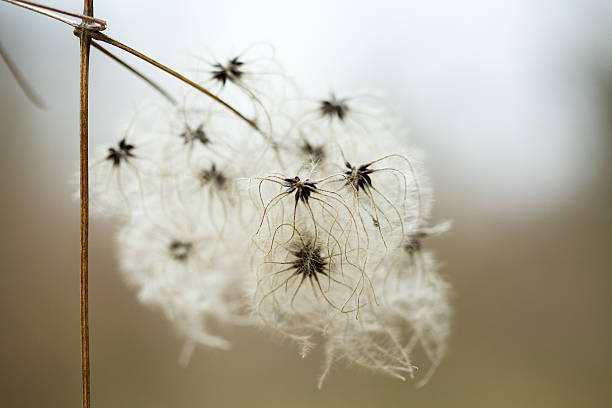 clematis, plant, nature, vine, white, flower, fluffy, seed, floral
