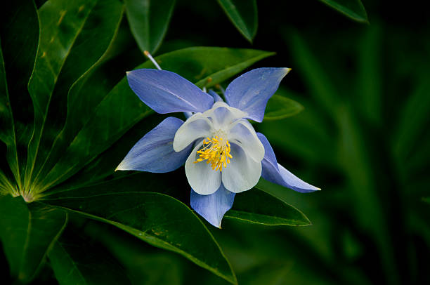 istock Beautiful blue Columbine with green plant. 536313525