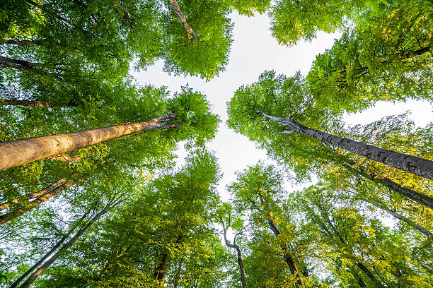 istock Forest trees. nature green wood sunlight backgrounds 536313901