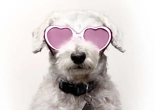A schnoodle wearing rose tinted heart-shaped glasses.