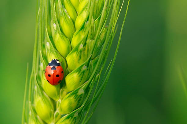 istock one ladybug on the ear of wheat 536314557