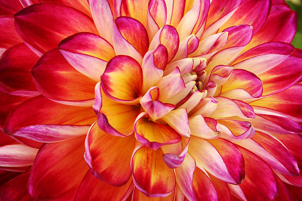 Dahlia flower. Canfield Fair, Youngstown, Ohio, USA. Dahlia flower. Canfield Fair. Mahoning County Fair. Canfield, Youngstown, Ohio, USA. youngstown stock pictures, royalty-free photos & images