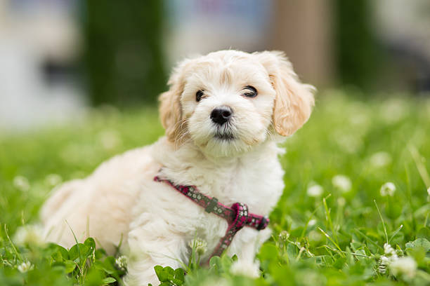 istock Cute puppy outdoor 536316369