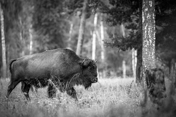 istock Animals in the reserve, Russia 536324156